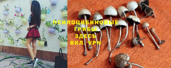 дживик Инта