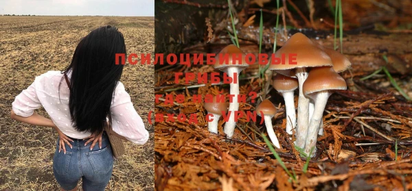 дживик Инта